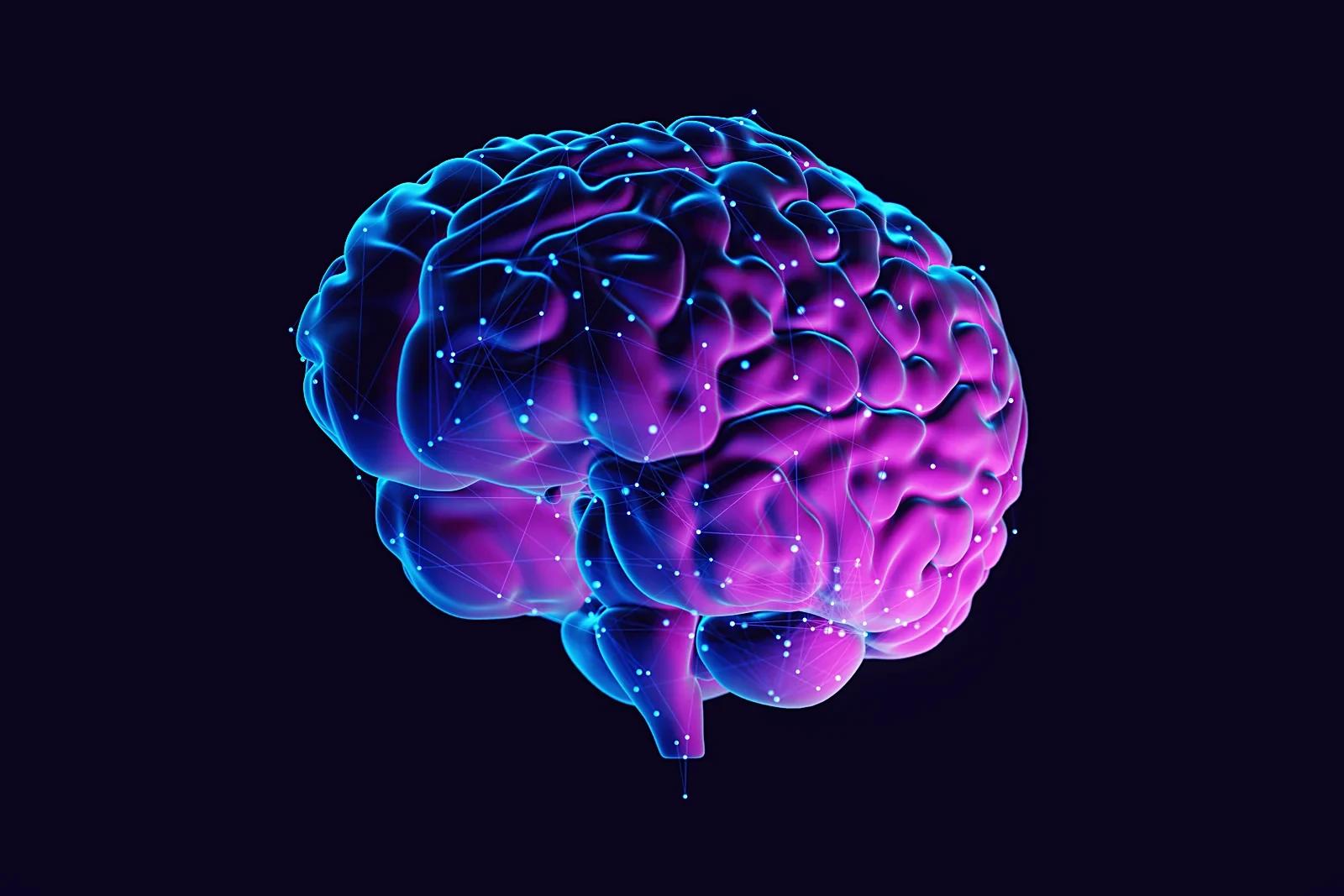 Rendered model of the human brain