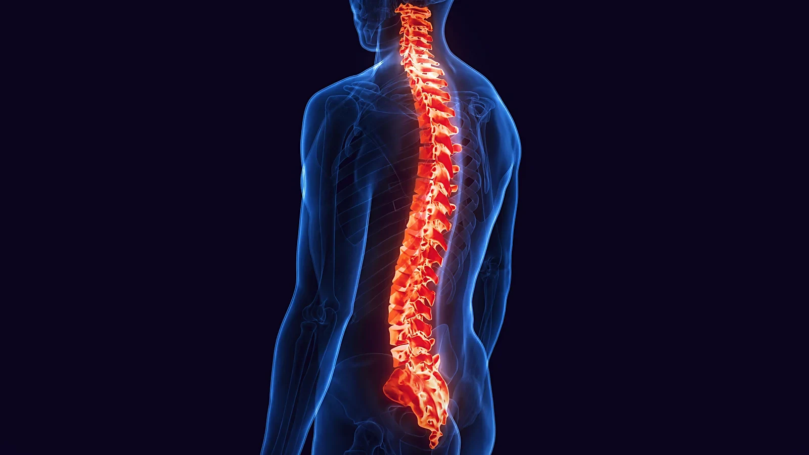 Rendered model of the human spine